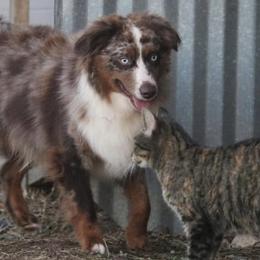 Raider - Red merle male Miniature Australian Shepherd puppy in Godley, Texas from Bradley Kennels