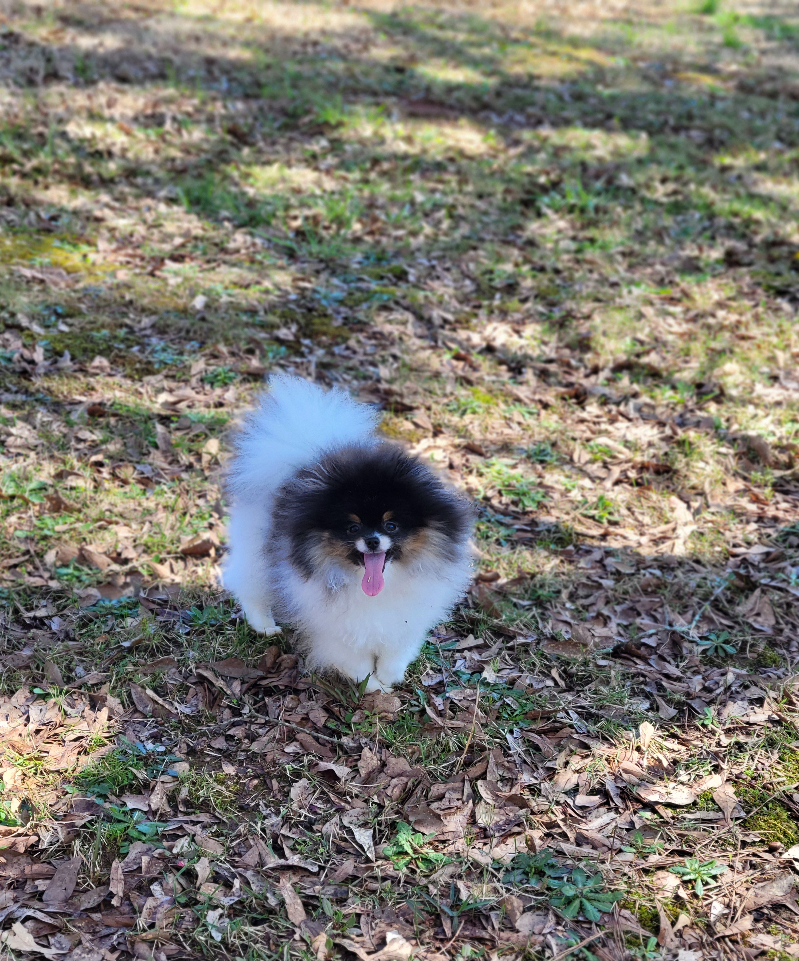 Rhaenyra - Pomeranian