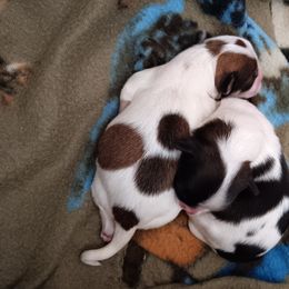 Morkie puppies from The Morkie Mafia