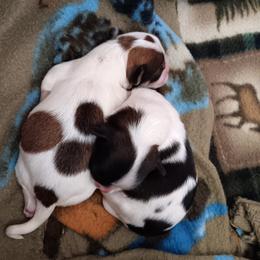 Morkie puppies from The Morkie Mafia