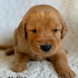 Mr Pibb - Dark golden male Golden Retriever puppy in La Verne, California from 4LoveofGoldens
