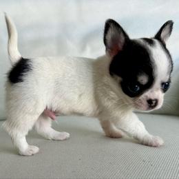 Chip - Black and white male Chihuahua puppy in Spring Hill, Florida from Stardom Chihuahuas & CKCS
