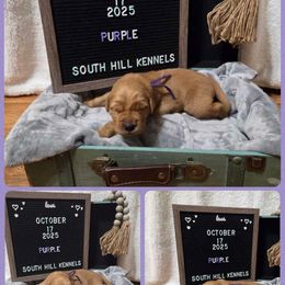 Purple - Dark golden female Golden Retriever puppy in Middleburg, Pennsylvania from South Hill Golden Retrievers