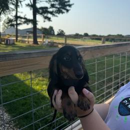 Gru - Black and tan male Dachshund puppy in Mountain Home, Arkansas from Furry Friends Kennel