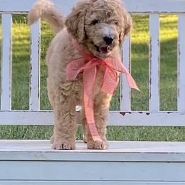 Goldendoodle and Yorkshire Terrier Puppies from Pups of the Lowcountry