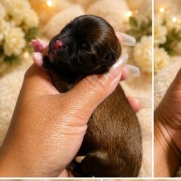 Dazzles - Chocolate sabled fawn female Chihuahua puppy in Parkland, Washington from Best pets