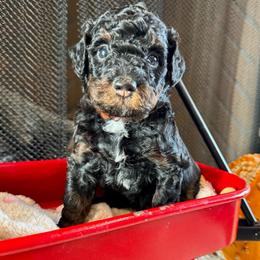 Sirius - Phantom male Bernedoodle puppy in Rock Hill, South Carolina from LolliPop Farms