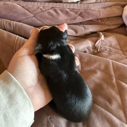 Spook - Black & white female Miniature Australian Shepherd puppy in Gatesville, Texas from Southern Promise Aussie’s