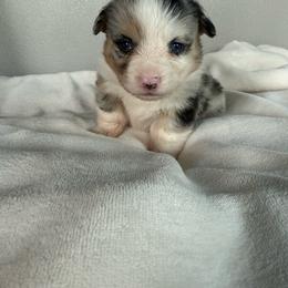 Moose - Blue merle and white male American Corgi puppy in Oxford, Iowa from Burns Corgis