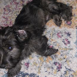 Dachshund Puppies from MNE Miniature Dachshunds