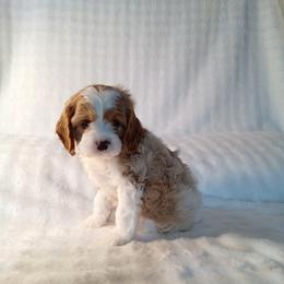 Watson - male Cavapoochon puppy in Fredericksburg, Ohio from Timshell Farm: Specialty Crossbreed Puppies