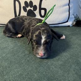 Green - Black and white female Bernedoodle puppy in Bellevue, Iowa from Blended Acres & Kennels