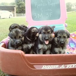 German Shepherd Puppies from Countryside Kennel