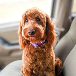 Harely - Goldendoodle