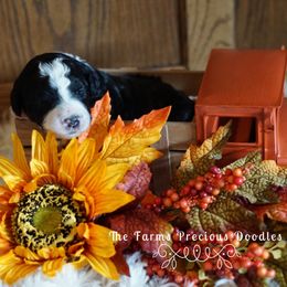 Goldendoodle and Sheepadoodle Puppies from The Farms Precious Doodles