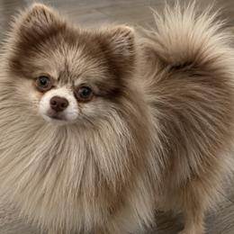 Mailo - Pomeranian