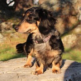 Bailey - Dachshund