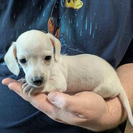 3 Smoochums - Cream male Dachshund puppy in Central Point, Oregon from MRS Long Dog Ranch