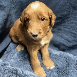Sailor - Red  male Goldendoodle puppy in Placerville, California from New Dawn Poodles and Doodles