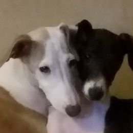 Italian Greyhound All Grown Up from Heartsdesire Italian Greyhounds