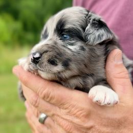 Ash - Blue merle male Australian Shepherd puppy in Nicholasville, Kentucky from Sugar Creek Aussies
