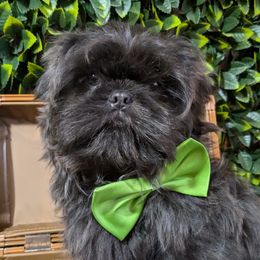 Boy 2 - Shih Tzu puppy from Good Fortune Shih Tzus
