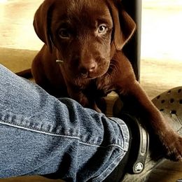 Labrador Retrievers from Wagner's Retrievers