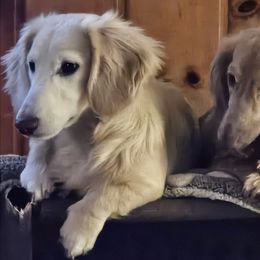 Griffin - Cream male Dachshund puppy in Lebanon, Oregon from Willow Moons Dachshunds