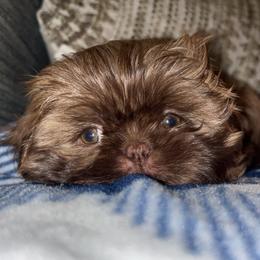 Shih Tzus from Magnolia Grove Farm and Kennel