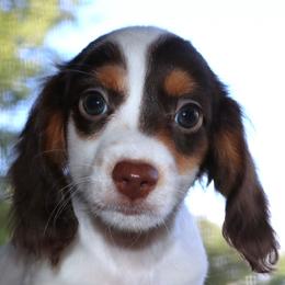 Milo Purebred DNA Tested Parents Health Certified Family Raised Piebald - Piebald male Dachshund puppy in Haines City, Florida from Divine Dachshunds