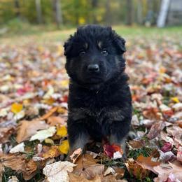 Purple - Bi-color female German Shepherd puppy in Laurens, New York from Vom Chivalry Haus German Shepherds