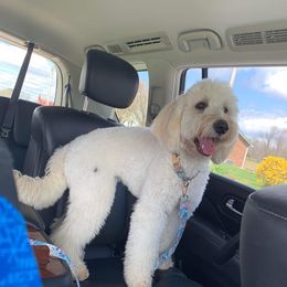 Magnolia - Goldendoodle