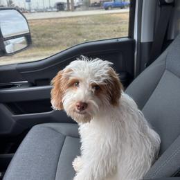 Zara - Apricot female Cavapoo puppy in Haughton, Louisiana from Bailey’s Cajun Canines