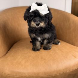 Nyx - Tri-color female Bernedoodle puppy in Sweetwater, Florida from Sandy Snout Doodles