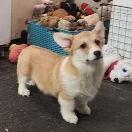 Sophie - Sable female Pembroke Welsh Corgi puppy in Dunbar, Nebraska from Vintage Corgis