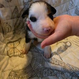 Glory - Tri-color female Border Collie puppy in Watsontown, Pennsylvania from Kate Gresham