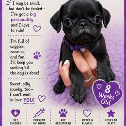 Purple - Black female Pug puppy in Ludowici, Georgia from Royal Destiny Kennels