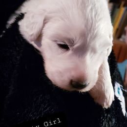 2 little beauties.. - White female Great Pyrenees puppy in Yucaipa, California from Rusty Horse Ranch Great Pyrenees