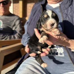 Maple - Tri-color female Bernedoodle puppy in Ferguson, North Carolina from Elevated Standards NC