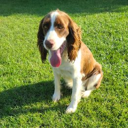 Kimber - English Springer Spaniel