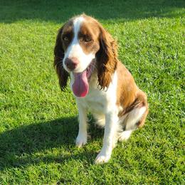 Kimber - English Springer Spaniel