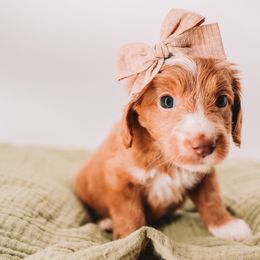 Maroon Girl - Apricot female Goldendoodle puppy in Mckinney, Texas from Doodles of North Tx
