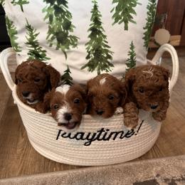 Cavapoo Puppies from Nancy Wipf
