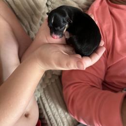 American Corgi Puppies from 5H Corgis