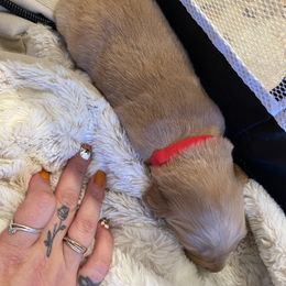 Golden Retriever Puppies from Tradershire Goldens