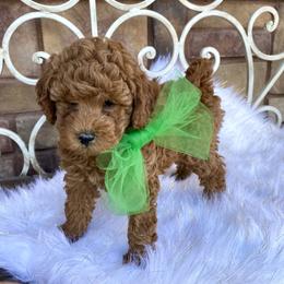 Cavapoo, Goldendoodle, and Poodle Puppies from Desert Valley Doodles