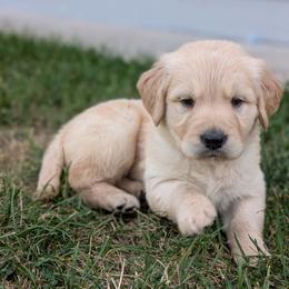 Cricket - Dark golden male Golden Retriever puppy in Lakeside, Arizona from Tall Pines Goldens