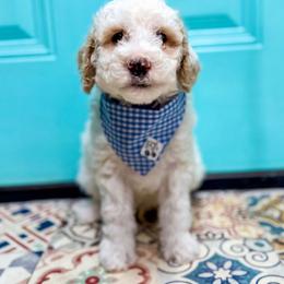 Kruz - Parti male Goldendoodle puppy in Madisonville, Texas from South Paw Doodle Co