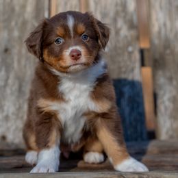Glimmer - Red tri-color female Miniature American Shepherd puppy in Niles, Michigan from Impression Dogs
