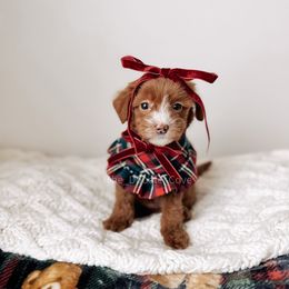 Classy - RL Christmas - Red  female Goldendoodle puppy in Syracuse, Indiana from The Doodle Cove